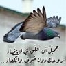 فايزه حجازي profil fotoğrafı