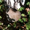HeartRock's profile picture