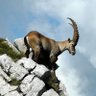 Фото профиля Henri V de savoie
