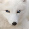 DragonWolf1211's profile picture