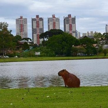CtbaSafadinho 2.4K's profile picture