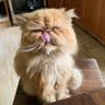 Maru's profile picture