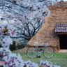 onimasa 的头像