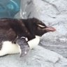 おんカメ 的头像