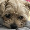 Victoria Colquhoun's profile picture