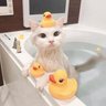 sesame_beaver 的头像