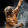 Profilbild von javier villamil