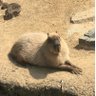 カピッ!'s profile picture