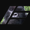Profilbild von 🦍