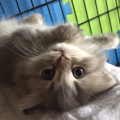 おゆちゃん's profile picture