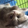 Фото профиля おゆちゃん
