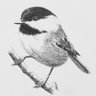 chickadee inc. profil fotoğrafı