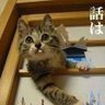 Фото профиля 突撃猫