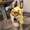かっさん profil fotoğrafı