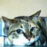Profilbild von こなっつ