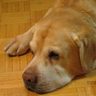 Profilbild von Bobo