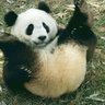 Profilbild von Ninja Panda 🐼