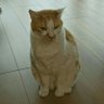 Profilbild von メグミ