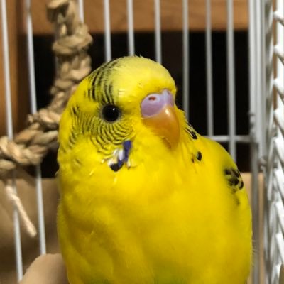 インコのキー太's profile picture