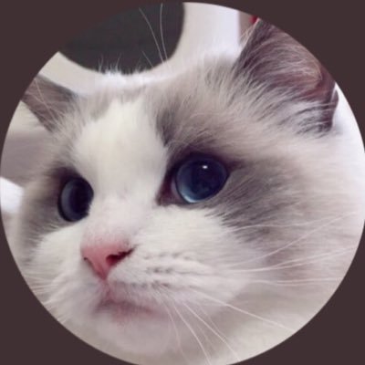 kotora501's profile picture