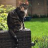 Hattie's profile picture