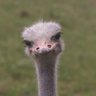 Profilbild von An Ostrich