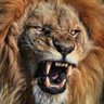 by Pars Babür 🇹🇷🏴🇹🇷's profile picture