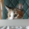 我輩は猫(あい)である。's profile picture