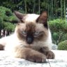 Фото профиля 佐倉靄