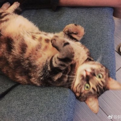 阿碎啊's profile picture