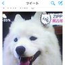 ベルマロハッピーちゃん profil fotoğrafı