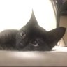たかぷっち🐈⬛🌹✨ profil fotoğrafı