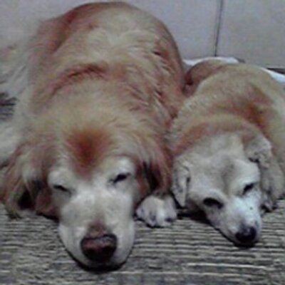 koro_pulin's profile picture