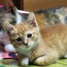 Фото профиля ヽ(;ﾟ;Д;ﾟ;; )ｷﾞｬｧｧｧこ