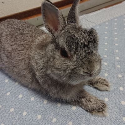 ウサギ大好き's profile picture