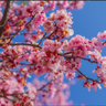 blossomgirl 的头像