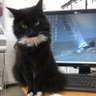 Фото профиля Soxs The Curtis Signs Braintree Cat #RIPMAXIMUS