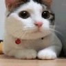 meguyuzu's profile picture