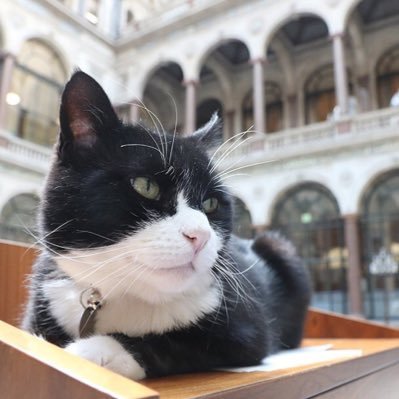 Palmerston's profile picture