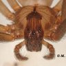 The Brown Recluse Society 💿's profile picture