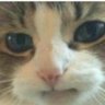 Profilbild von Franz