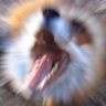 Profilbild von Gerg