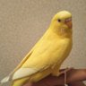 Profilbild von くろポン