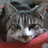 きたねこ 的头像