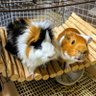 チャチャ静岡県の半分ゥバデメ人 的头像