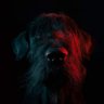 beardbastard's profile picture