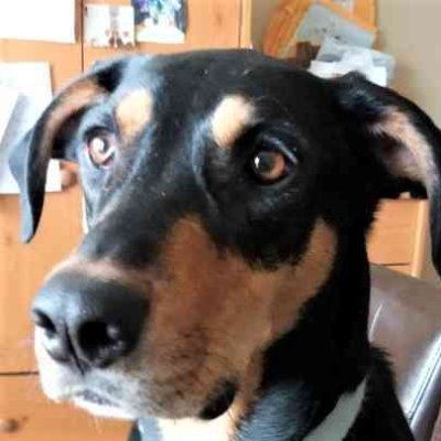Schnauzer7's profile picture