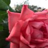 سارونه 的头像