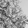 Фото профиля shu 026(JP)(NPN)