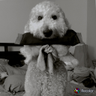 Profilbild von FireballNYC